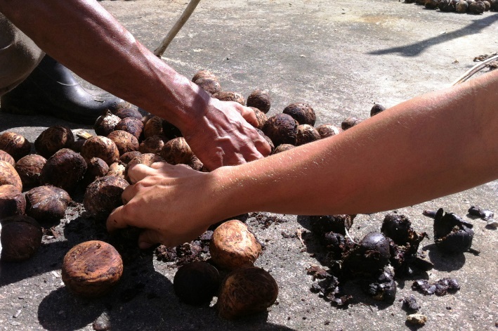 Restauração de Matas Ciliares no Sul da Bahia - Iesb (IBMA)