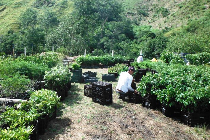 Organização das mudas é feita antes da subida a áreas de plantio de difícil acesso.