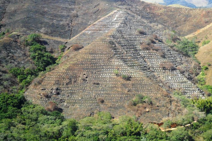 O plantio total é a técnica de restauração utilizada nas áreas completamente desmatadas.