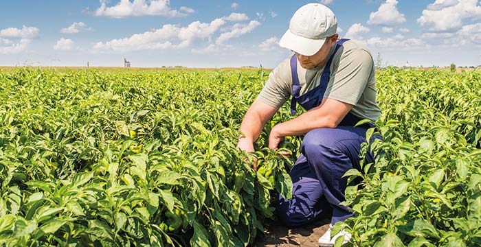 Agricultor fazendo colheita