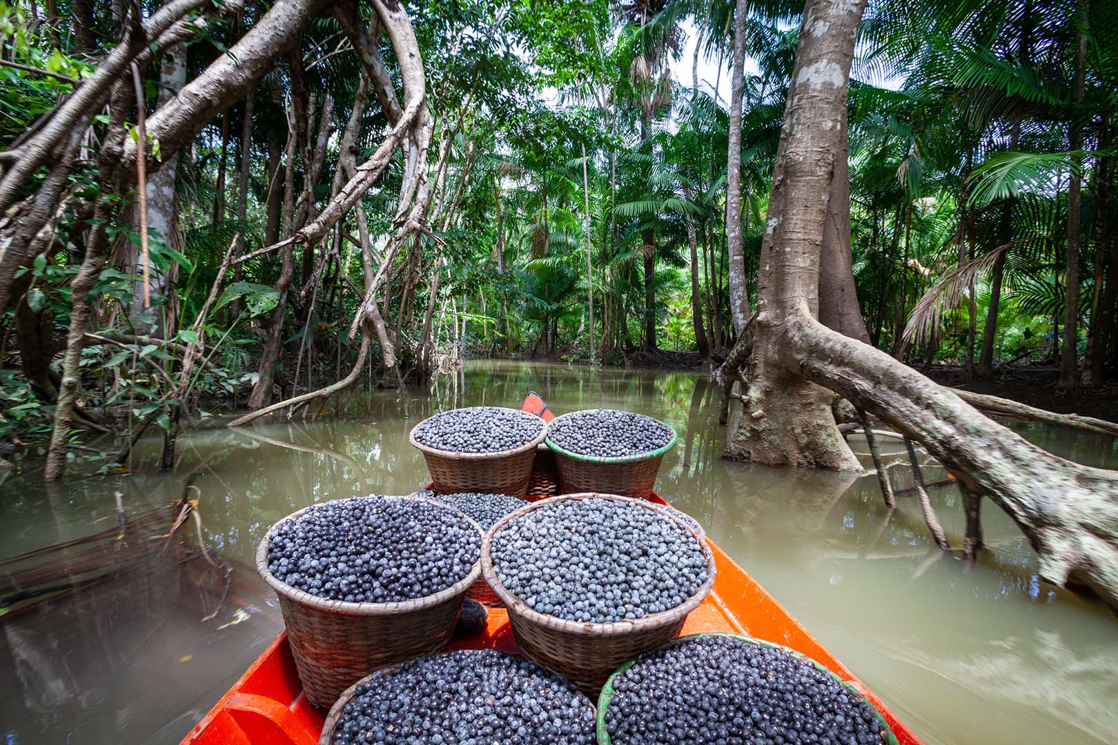 Açaí